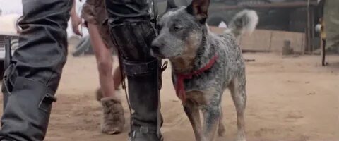 Mad Max 2 Dog. The 101 Greatest Dogs In Film History