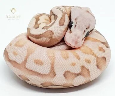 Nuclear Bee Ball Pythons #thecreatureplanet Ball python, Bal