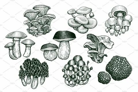 Mushrooms Vector Collection Mushroom drawing, Stuffed mushro