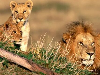 Amazing Lions: Big Cats Africa's Dangerous Species (With ima