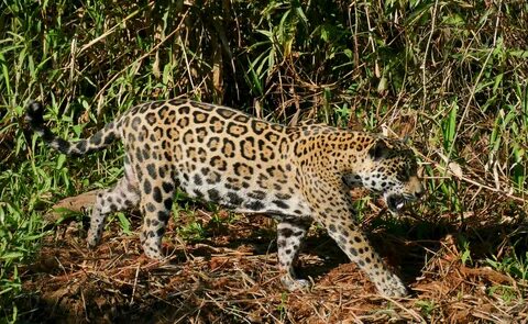 File:Jaguar (Panthera onca) female walking on the riverbank 