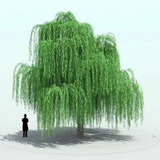 3D Model Willow Tree - 3D Model Willow tree, 3d model, Tree