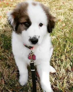 Great Pyrenees & Australian Shepard mix named Ella Australia