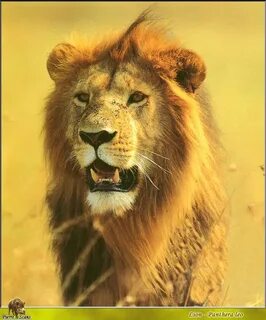 African lion (Panthera leo) !--아프리카사자-- male