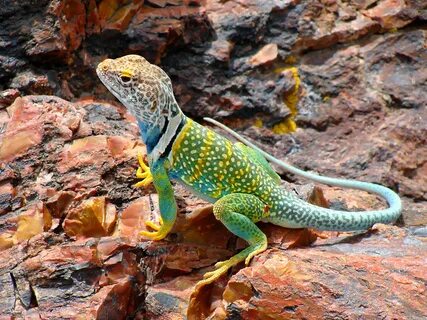 Bright Eastern Collared Lizard Lizard, Colorful lizards, Des