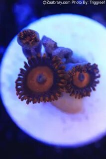 Gallery of zoanthid identification 35 different types closeu