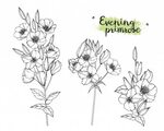 Premium Vector Drawing primrose flowers