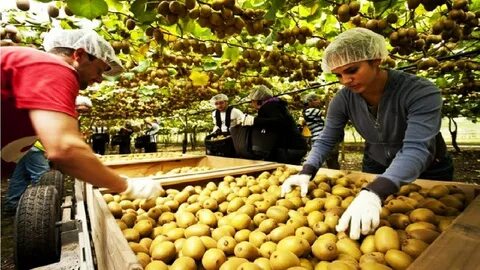 Kiwi Fruit Harvesting Picking and Packing - Amazing Agricult