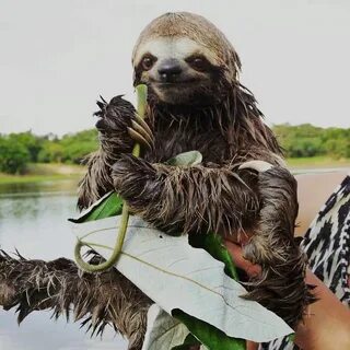 @visitsouthamerica says, Hi, I'm a cute sloth. But when wet 