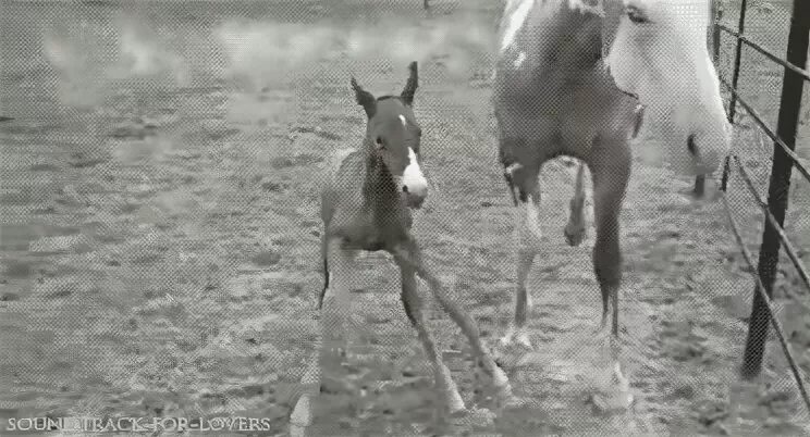 Гифка лошадь ребенок малыш гиф картинка, скачать анимированн