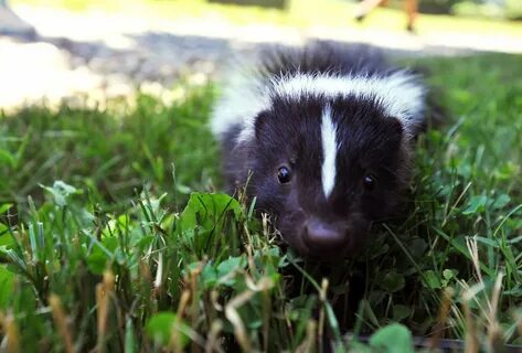 Second east Allentown skunk tests positive for rabies; dogs 