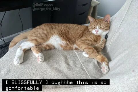 kitty captions! 🧡 on Twitter: "https://t.co/lBs8Be0hj7" / Tw