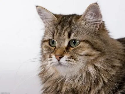Сибирская кошка: 90 фото, стандарт и характеристика породы
