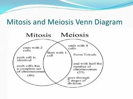 Mitosis Meiosis Venn Diagram Comparing And Contrasting Mitos