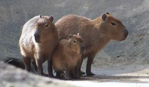 Capybara albino - 60 photo