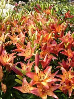 LA hybrid lily Royal Sunset Lirios