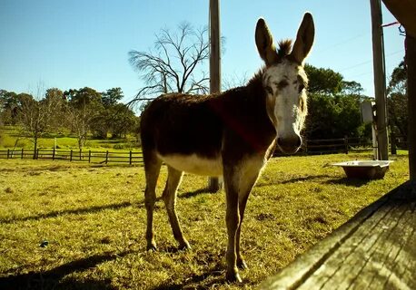 This Donkey Knows What's Up. Driving around on a few erran. 