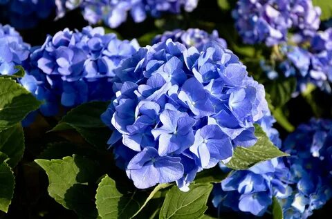 Цветы синего цвета (101 фото)
