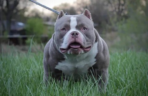 cheap bully puppies Online Shopping