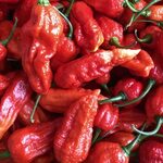 Ghost Pepper (Bhut Jolokia) - Chilli Mash Company