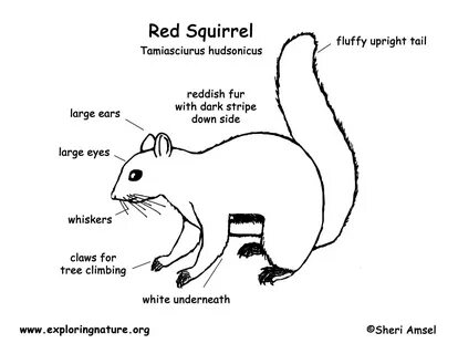 /squirrel+add+column