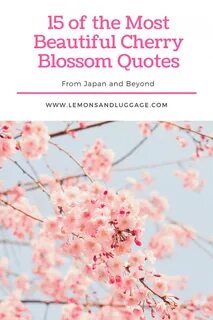 15 Beautiful Cherry Blossom Quotes Lemons and Luggage