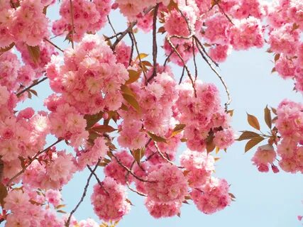 Free Images : tree, branch, fruit, flower, petal, bloom, foo