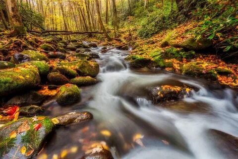 Photo autumn forest Smoky Mountains National Park - free pic