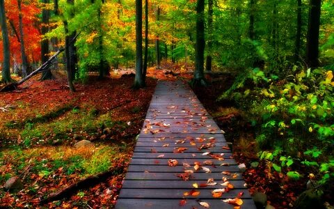 Обои природа, лес, мостки, осень на рабочий стол