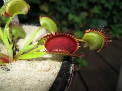 Pics of some venus flytraps and other pics! ;) - FlyTrapCare Forums