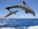Bottlenose Dolphins Jumping Wallpaper - Free HD Dolphins