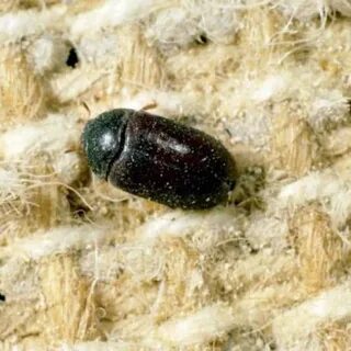 Black Carpet Beetles Pest Identifier Protection - Carpet Rug