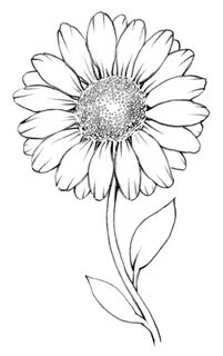 Daisy Drawing Outline at PaintingValley.com Explore collecti