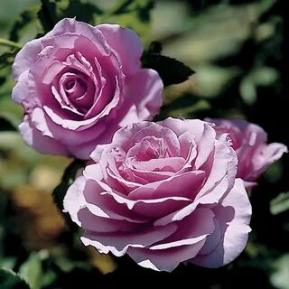 Fragrant Lavender Simplicity Hedge Rose Fragrant roses, Hybr
