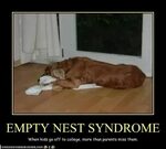 EMPTY NEST SYNDROME Empty nest syndrome, Empty nest quotes, 
