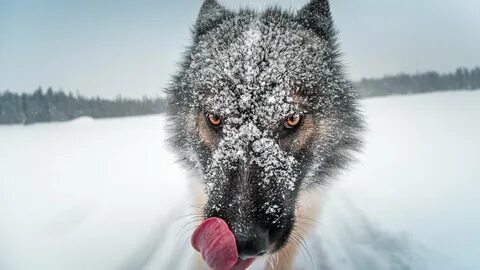 Скачать обои волк, глаза, крупным планом, снег, природа разр