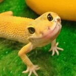 The Ridiculously Happy Gecko Test Funny animals, Animals bea