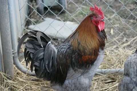 RARE Fertile French Black and Blue Copper Maran Hatching Egg