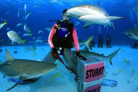 Shark Adventure - Stuart Coves - Bahamas Dive Shop & Tours