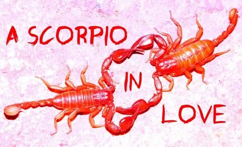Scorpion Stars Dating - Telegraph