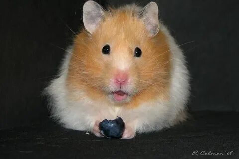 TIL Corn based diets turn hamsters into cannibals. Hamster b