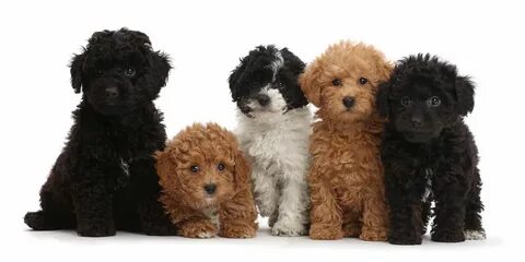 small poodles for sale near me Sale OFF - 52