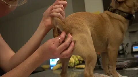 How To Express Your Dog's Anal Glands AT HOME - YouTube