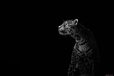 Животные на темном фоне (89 фото) " ФОНОВАЯ ГАЛЕРЕЯ КАТЕРИНЫ