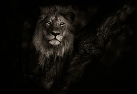 Лев lion - картинки