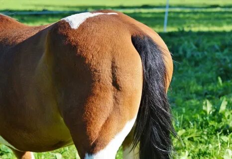 Лошадь вид сзади (34 фото)