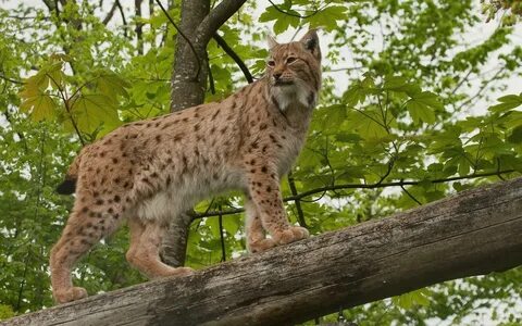 Lynx Wallpaper HD Download