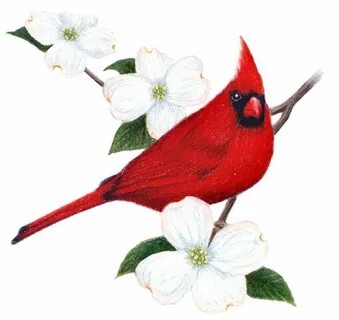 virginia bird Virginia State Bird and Flower: Cardinal / Car