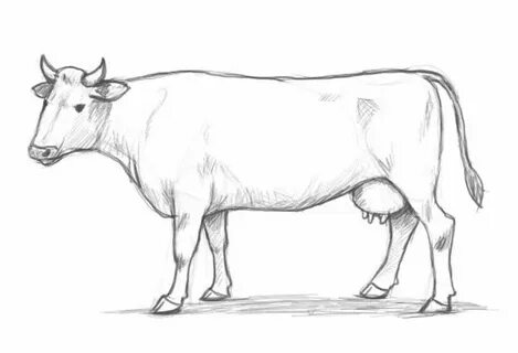 Learn how to draw a cow step by step with this new tutorial 