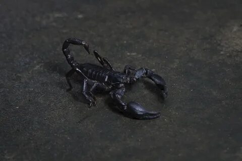 Скорпион Зодиак (34 фото)